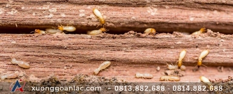 Gỗ tự nhiên với những lỗi thường gặp trong quá trình sử dụng 3 Treating Wood to Prevent Termites 768x310 1