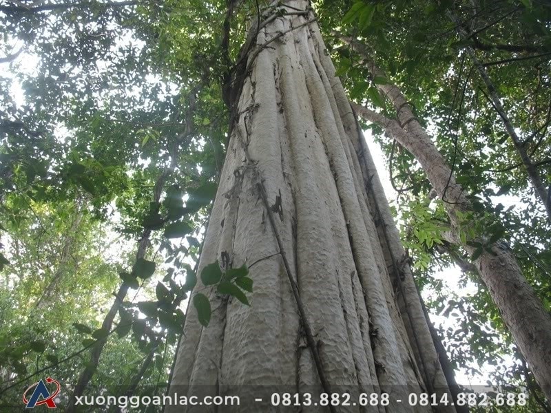 Gỗ gõ đỏ là gì? Ưu nhược điểm của các loại gõ đỏ 4 Cây gõ đỏ lâu năm sinh trưởng trong rừng tự nhiên