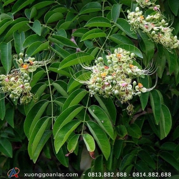 Gỗ gõ đỏ là gì? Ưu nhược điểm của các loại gõ đỏ 3 Lá và hoa của cây gõ đỏ