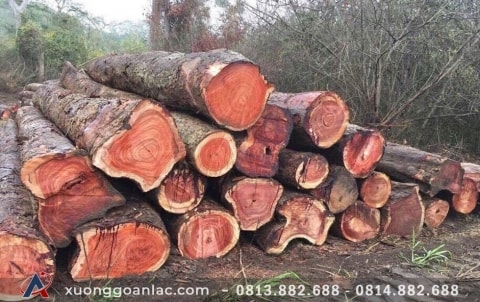 Gỗ gõ đỏ là gì? Ưu nhược điểm của các loại gõ đỏ 24 nhung loai go huong noi that manh he