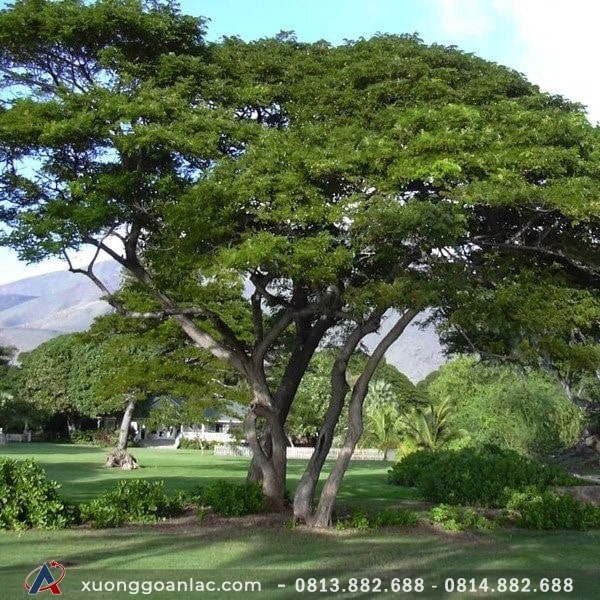 Gỗ gõ đỏ là gì? Ưu nhược điểm của các loại gõ đỏ 2 s