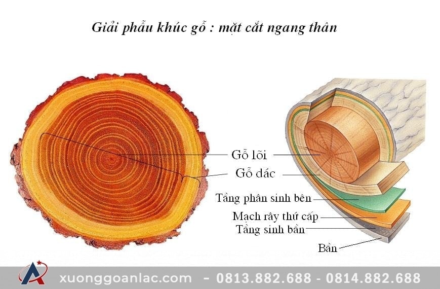 Cấu trúc gỗ thích hợp làm nội thất cao cấp gỗ  tự nhiên 2 Cấu trúc gỗ thích hợp làm nội thất cao cấp gỗ  tự nhiên