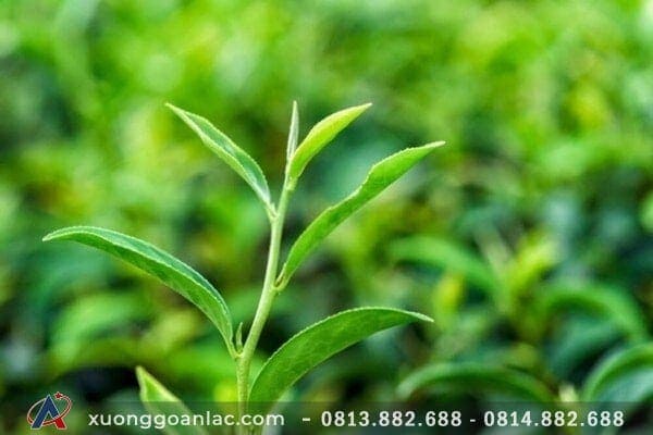 Tại sao lại nên lau đồ gỗ mới mua bằng nước chè? 1 la che xanh 290102