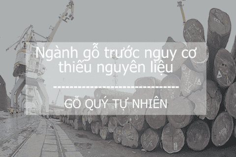 Ngành gỗ trước nguy cơ thiếu nguyên liệu gỗ quý tự nhiên 16 gỗ quý tự nhiên