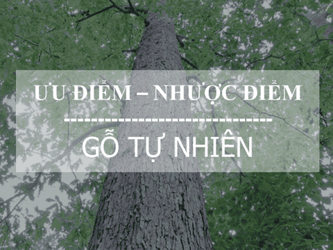 Ưu nhược điểm của chất liệu gỗ tự nhiên 1 Ưu nhược điểm của chất liệu gỗ tự nhiên
