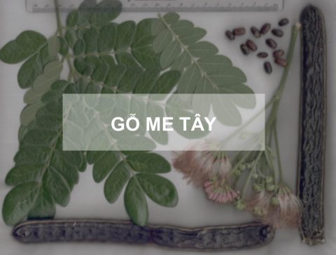 Gỗ me tây 17 go me tay