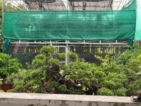 Bộ bàn ghế K3 nguyên khối 300x90x16cm gỗ gõ đỏ (Anh Thắng, Hà Nội) 30 K3 300x90x16cm anh Thang Ha Noi 5